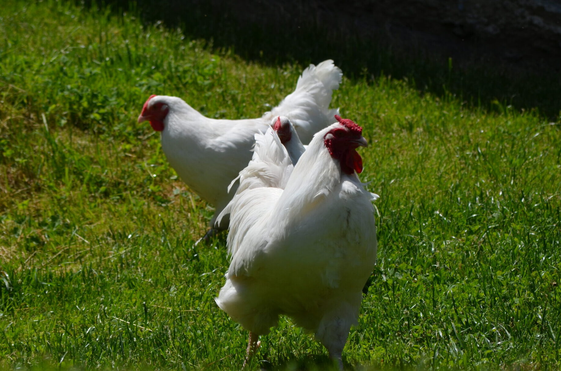 Schweizerhahn mit mehreren Schweizerhennen auf einer grünen Weide in naturnaher Freilandhaltung.