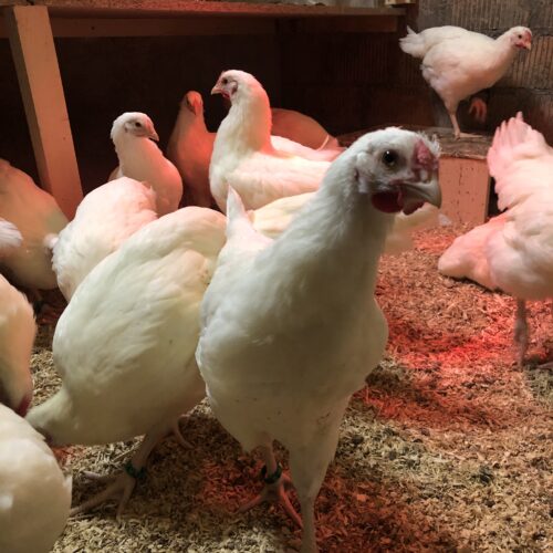 Weisse Schweizerhuhn-Junghennen aus der Erhaltungszucht von Ursprungshuhn. Die jungen Hennen wachsen artgerecht auf und stammen von reinrassigen, im Zuchtbuch eingetragenen Elterntieren.