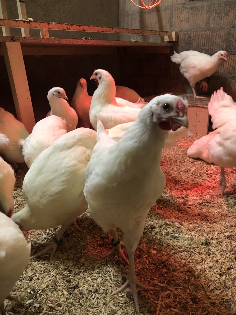 Weisse Schweizerhuhn-Junghennen aus der Erhaltungszucht von Ursprungshuhn. Die jungen Hennen wachsen artgerecht auf und stammen von reinrassigen, im Zuchtbuch eingetragenen Elterntieren.