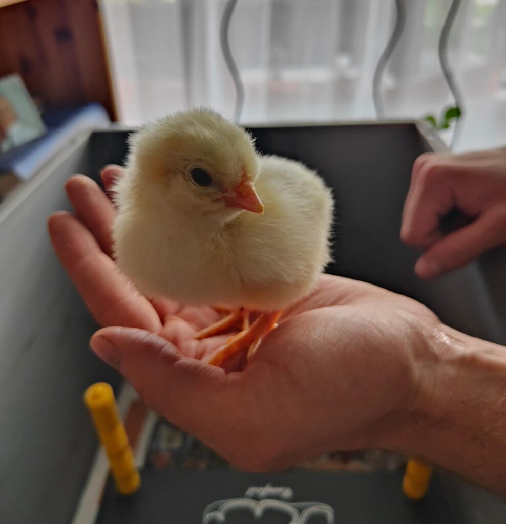 Junges, hellgelbes Küken vom Schweizerhuhn auf einer Hand. Das Küken stammt aus der Erhaltungszucht von Ursprungshuhn und wird mit viel Sorgfalt artgerecht aufgezogen.
